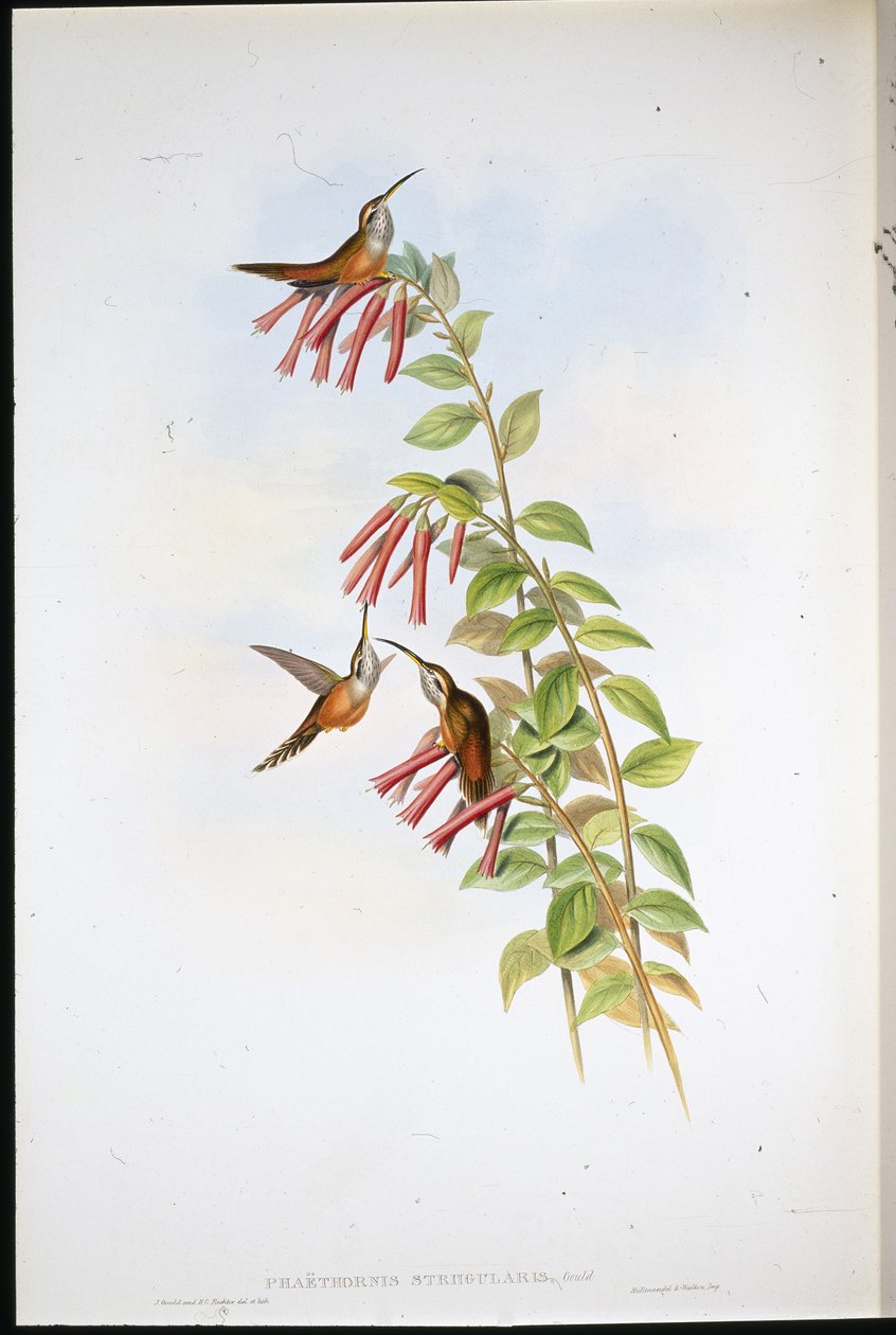 Raitakurkku erakko (Phaethornis Striigularis) (käsinvärinen lito) tekijältä John (after) Gould