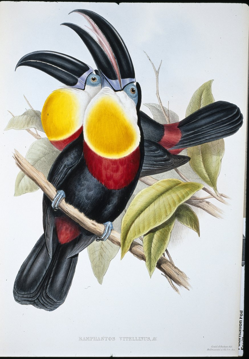 Rikki-valkoinen tukaani (Ramphastos Vitellinus) (käsinvärinen lito) tekijältä John (after) Gould