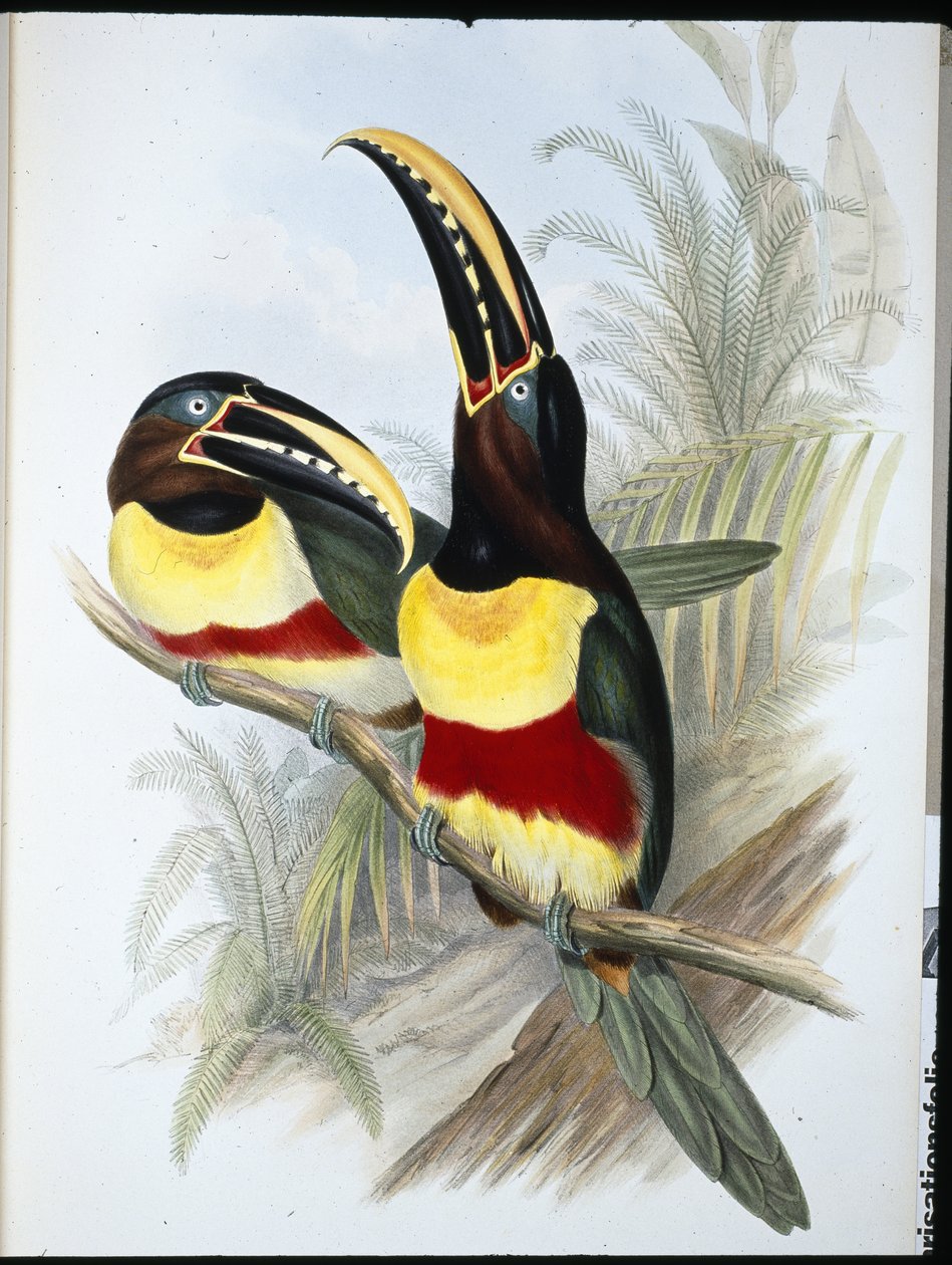 Rikki-valkoinen tukaani (Ramphastos Vitellinus) (käsinvärinen lito) tekijältä John (after) Gould