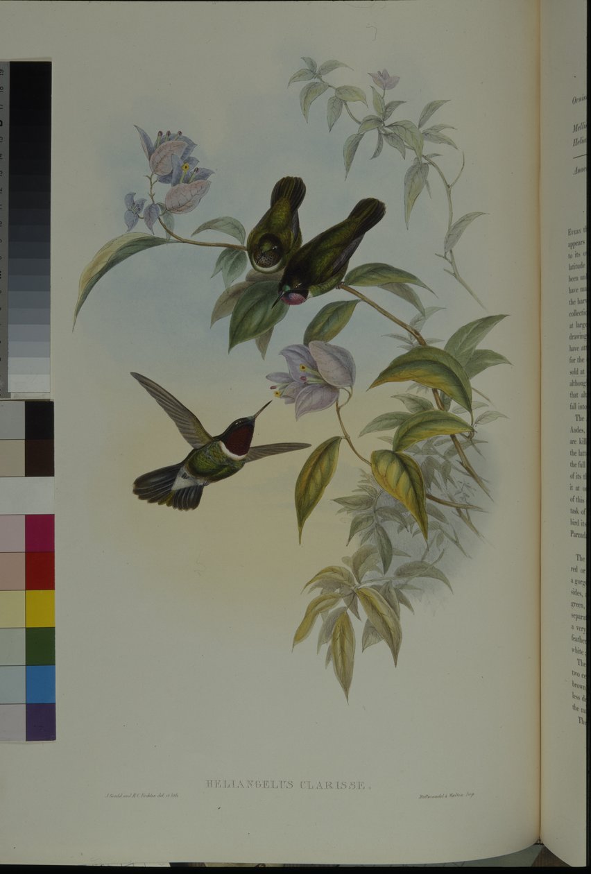 Aurinkoenkeli (Heliangelus Clarisse) (käsinvärinen lito) tekijältä John (after) Gould