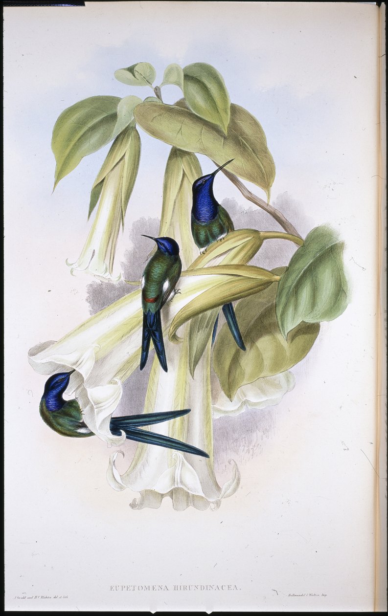 Swallow tail Eupetomena Hirundinacea) (käsinvärinen lito) tekijältä John (after) Gould