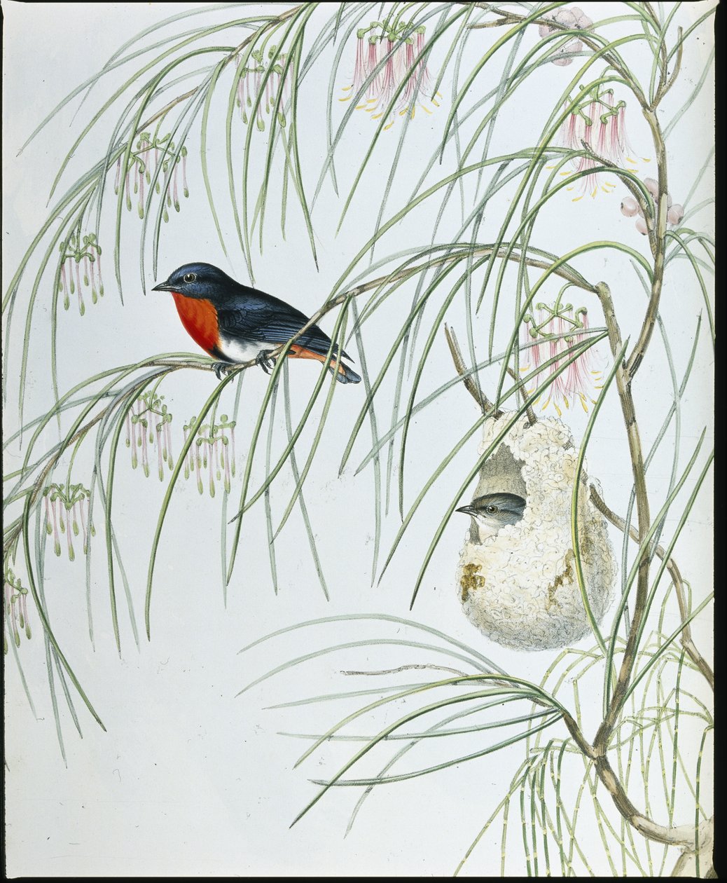 Swallow Dicaeum (käsinväriset hahmot) tekijältä John (after) Gould