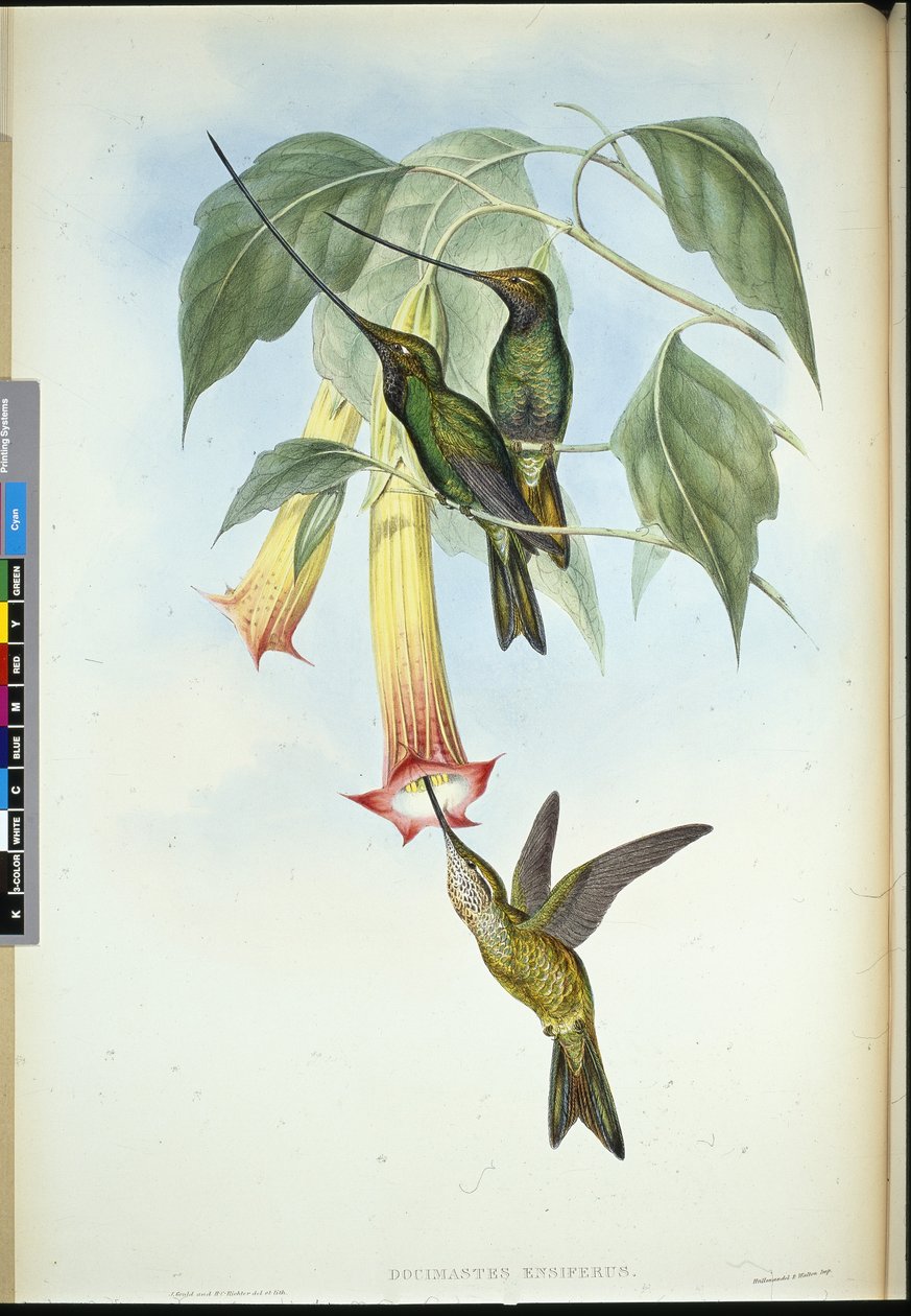 Miekanokka (Docimastes Ensiferus) (käsinvärinen lito) tekijältä John (after) Gould