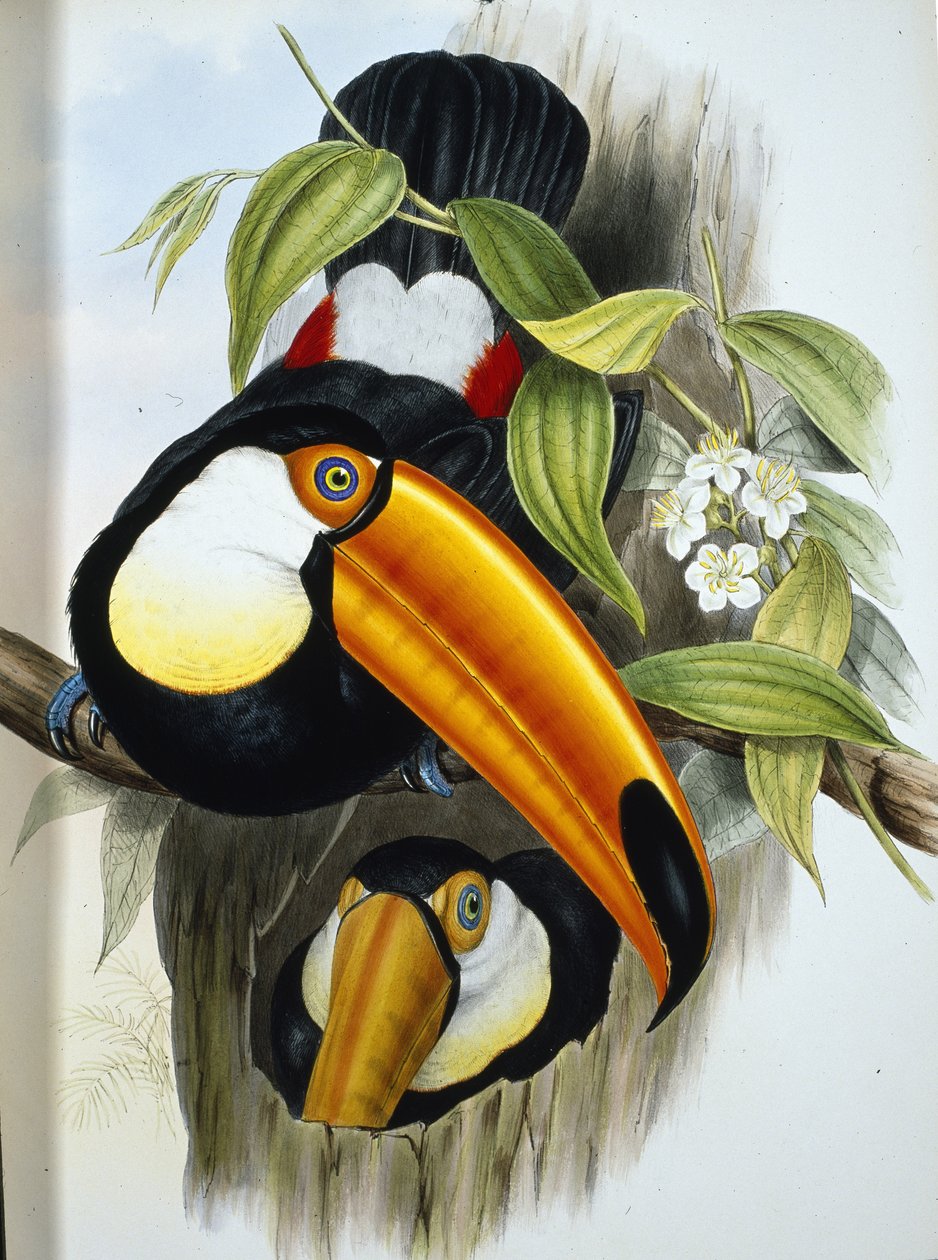 Toco Toucan (Ramphastos Toco) (käsinvärinen lito) tekijältä John (after) Gould
