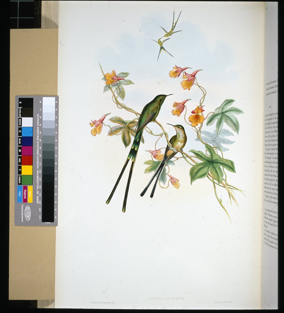 Junankuljettaja (lesbia eucharis) (käsinvärinen lito) tekijältä John (after) Gould