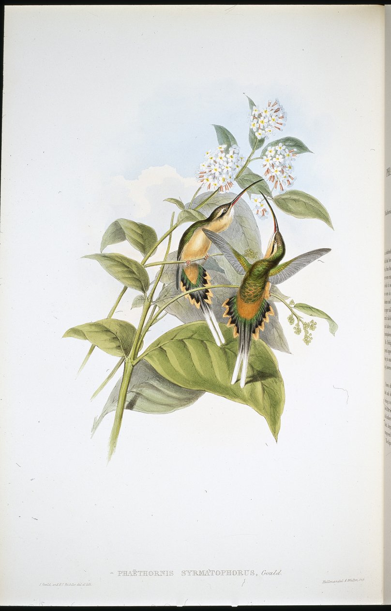 Junaa kantava erakko (Phaethornis Syrmatophorus) (käsin värjätty litografia) tekijältä John (after) Gould