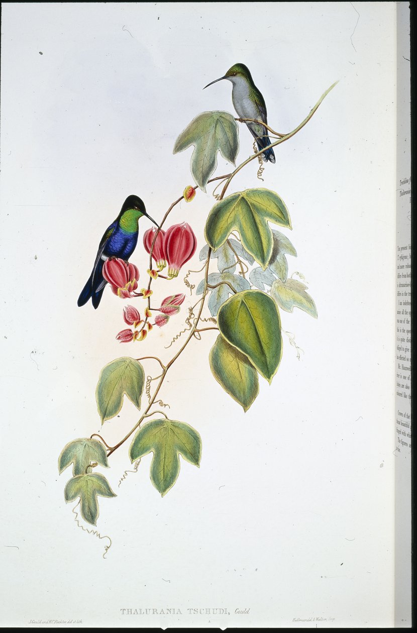 Tschudin Panoplitit (Thalurania Tschudi) (käsinvärinen lito) tekijältä John (after) Gould
