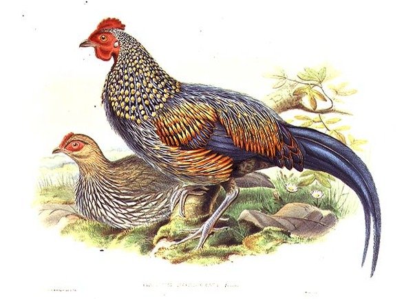 Taiteilijan ja William Hartin (1823-1894) kaivertama kaksi aasialaista fasaania (Gallus Sonneratii) (litho) tekijältä John (after) Gould