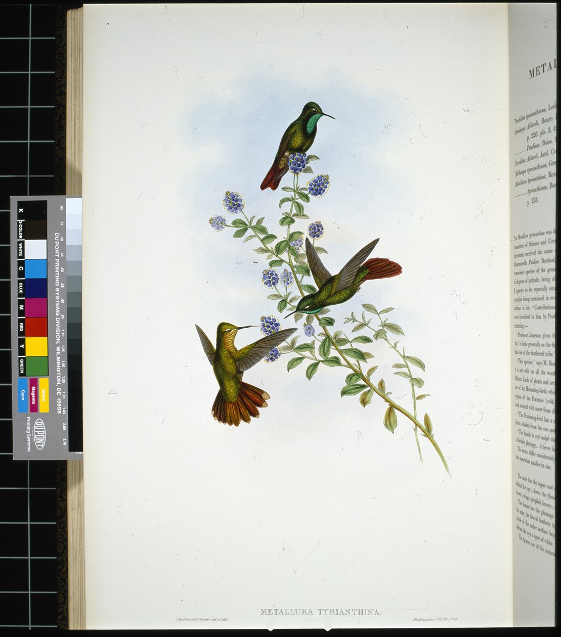Tyyrian-häntä (metallura Tyrianthina) (käsinvärinen lito) tekijältä John (after) Gould