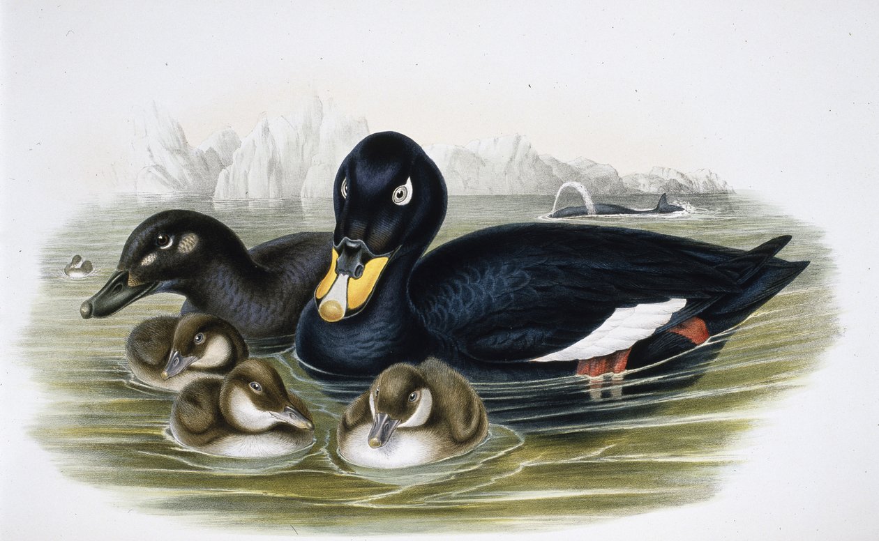 Velvet Scoter (oidemla fusca) (käsinvärinen litho) tekijältä John (after) Gould