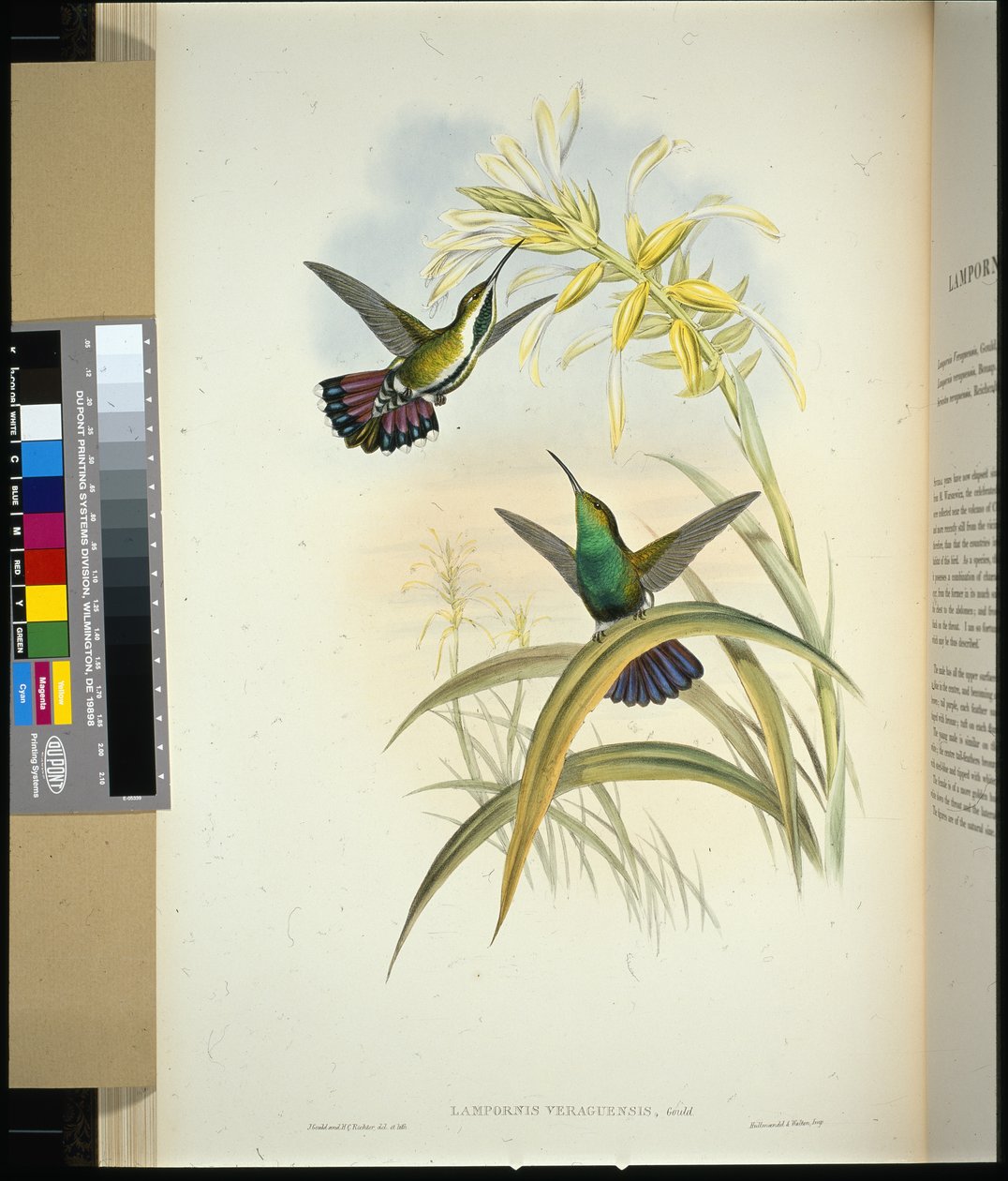 Veraguan Mango (lampornis veraguensis) (käsinvärinen lito) tekijältä John (after) Gould