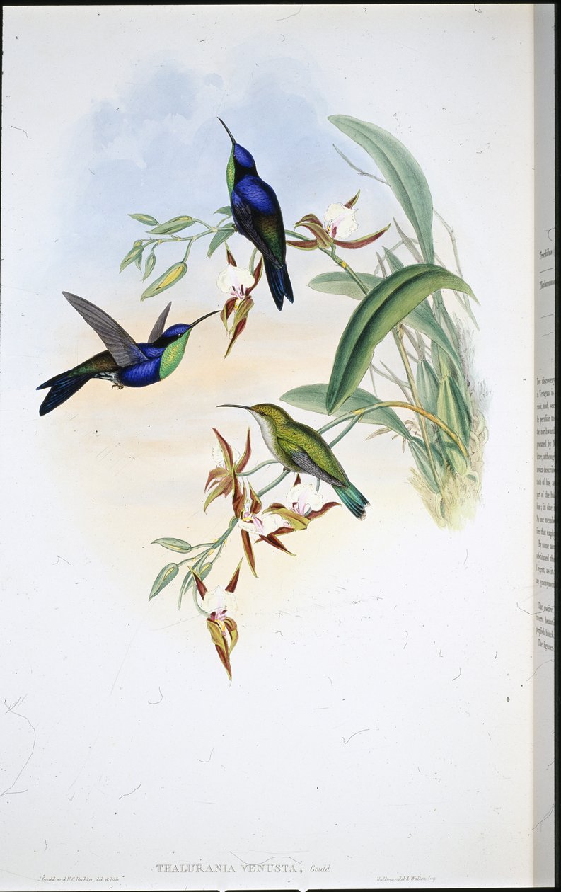Veraguan Panoplites (Thalurania Venusta) tekijältä John (after) Gould