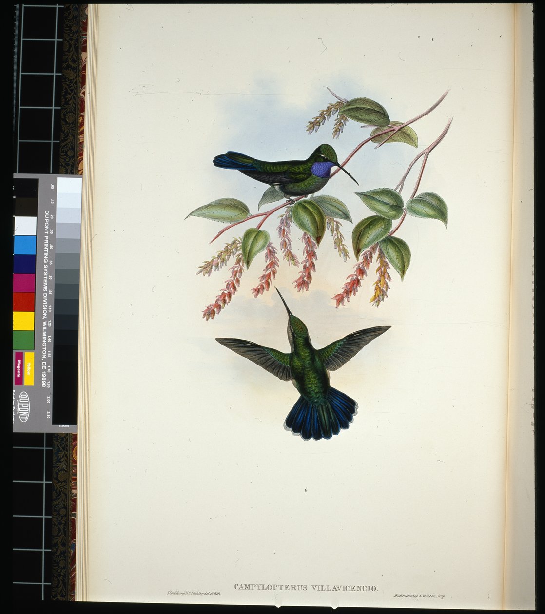 Villavicencion sapelisiipi (campylopterus villavicencio) (käsinvärinen lito) tekijältä John (after) Gould