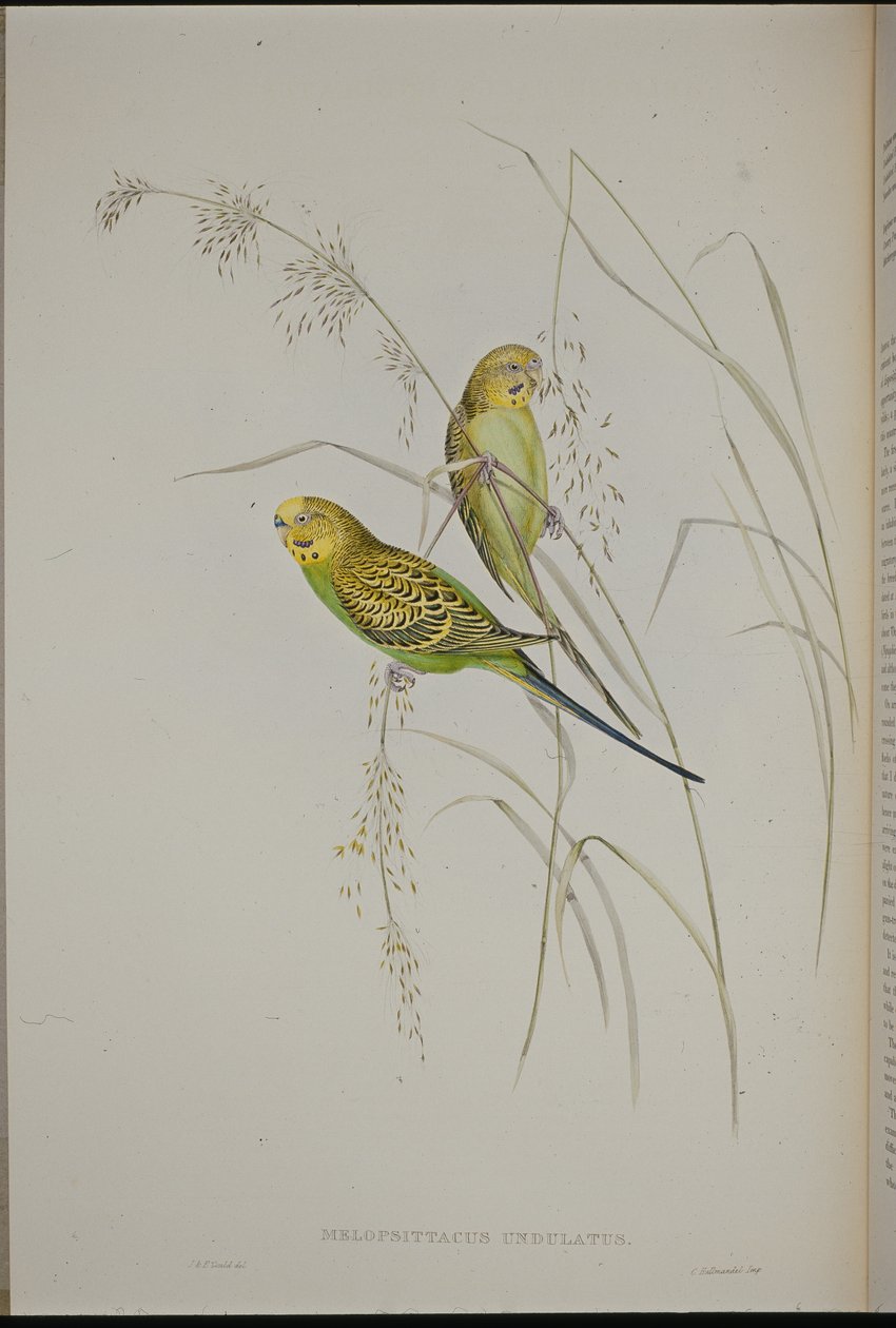 Warbling Grass Papukaija (Melopsittacus Undulatus) (käsinvärinen lito) tekijältä John (after) Gould