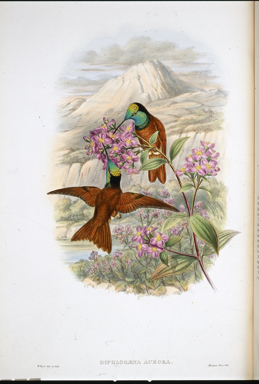 Warszewiczin sateenkaaren kolibri (Diphlogaena Aurora) (käsinvärinen lito) tekijältä John (after) Gould