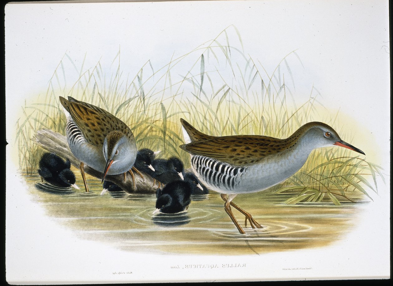Vesikisko (Rallus Aquaticus) (käsinvärinen litho) tekijältä John (after) Gould