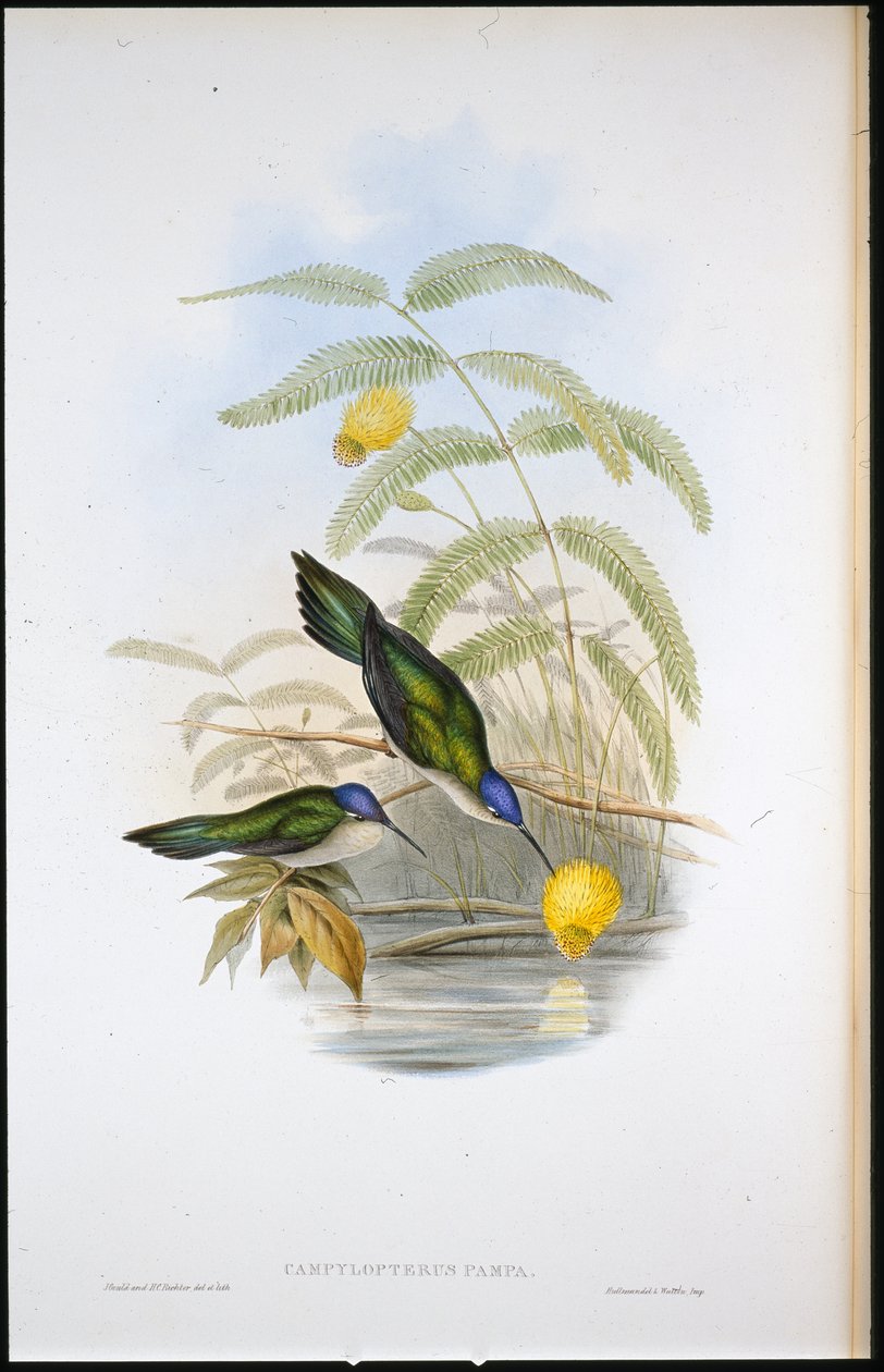Wedge-tailed Sabre-wing (Campylopterus Pampa) (käsinvärinen litho) tekijältä John (after) Gould