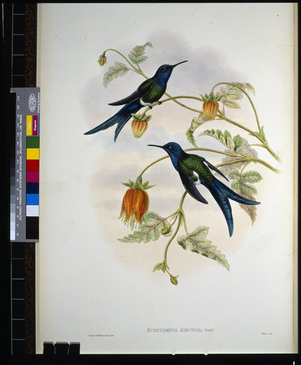 Pääskysenpyrstö (eupetomena hirundo) (käsin värjätty litografia) tekijältä John (after) Gould