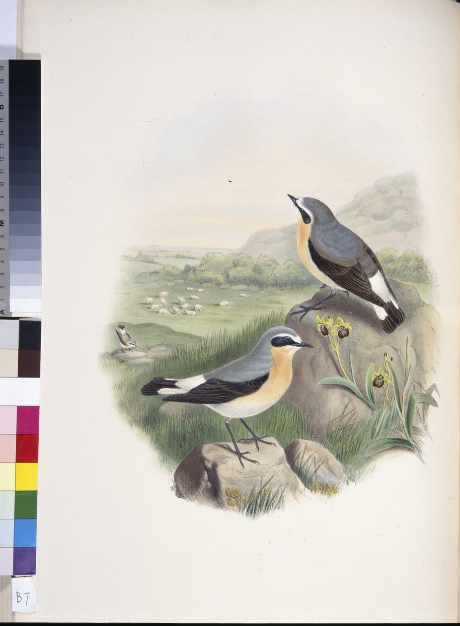 Vehnäkoru (Oenanthe oenanthe) (käsinvärinen lito) tekijältä John (after) Gould