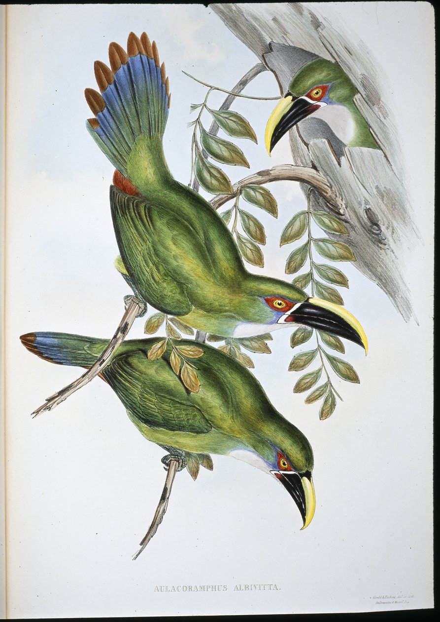 Valkokaistaleinen Groove-bill Toucan (Aulacoramphus Albivitta) (käsinvärinen litho) tekijältä John (after) Gould