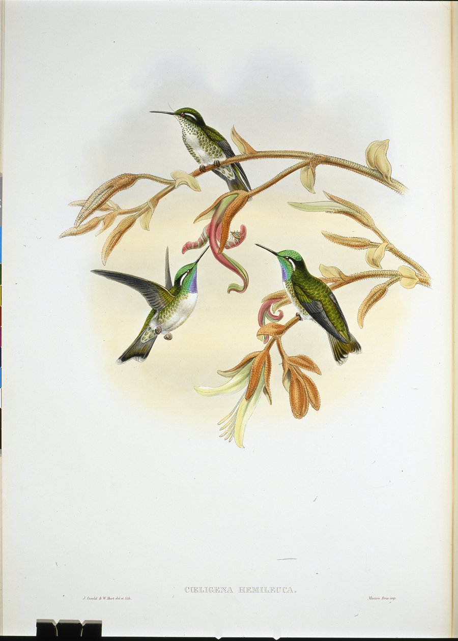 Valkovatsainen Cacique-kolibri (Coeligena Hemileuca) (käsinvärinen lito) tekijältä John (after) Gould