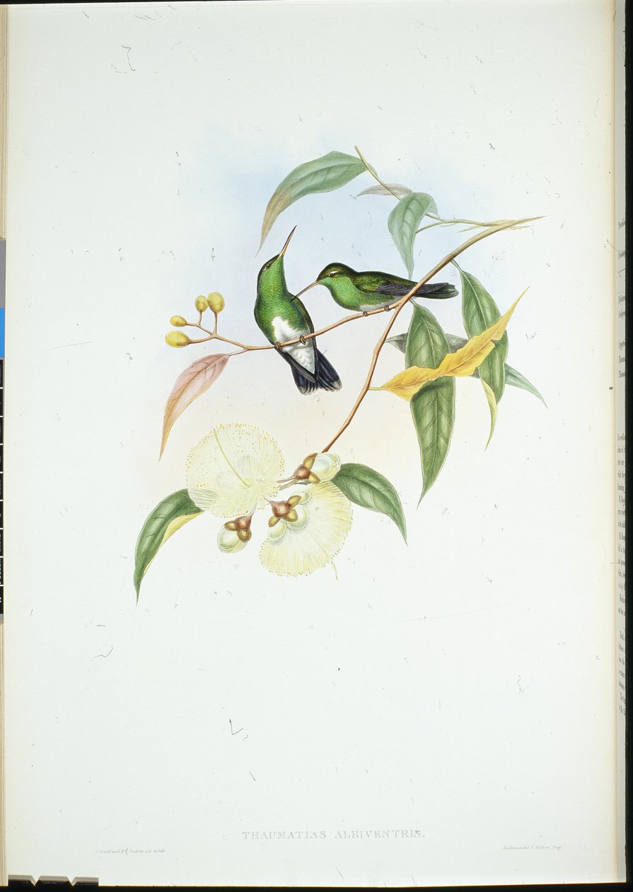 Valkovatsasmaragdi (Thaumatias Albiventris) (käsinvärinen lito) tekijältä John (after) Gould