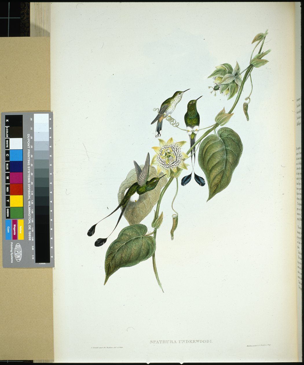 Valkosaappas Racket-tail (spathura Underwoodi) (käsinvärinen litho) tekijältä John (after) Gould