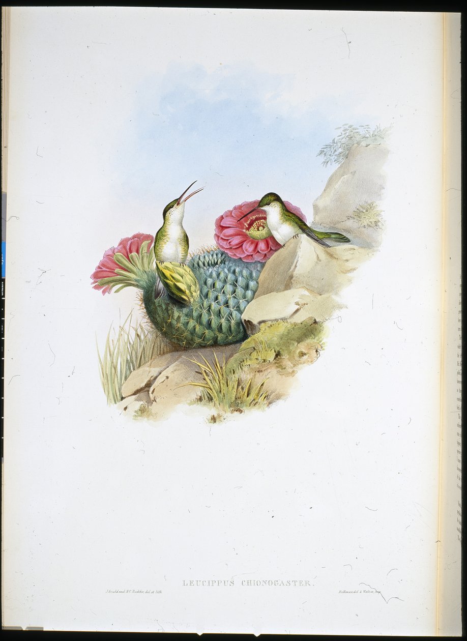 Valkorintainen Leucippus (leucippus chionogaster) (käsinvärinen lito) tekijältä John (after) Gould