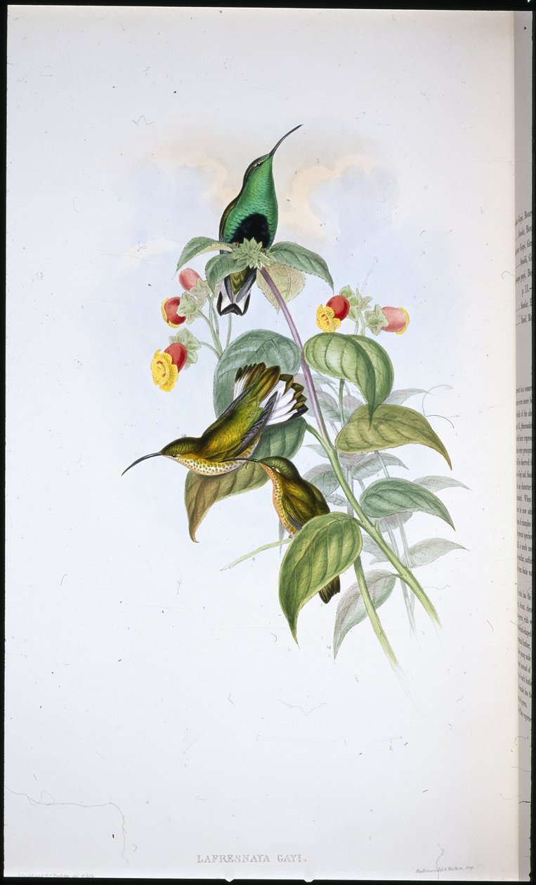 White-tailed Velvet-rinta (Lafresnaya Gayi) (käsinvärinen litho) tekijältä John (after) Gould