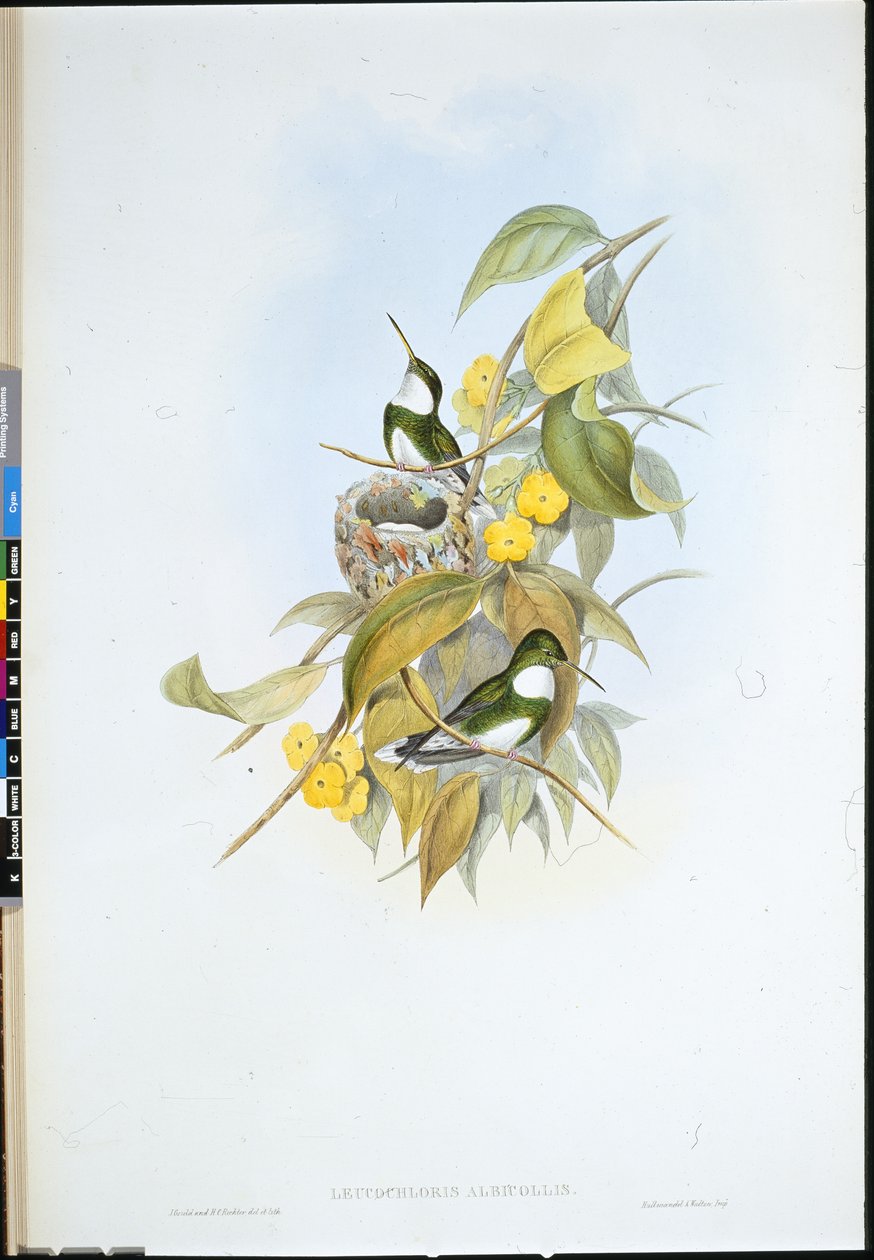 Valkokurkku (Leucochloris Albicollis) (käsinvärinen lito) tekijältä John (after) Gould