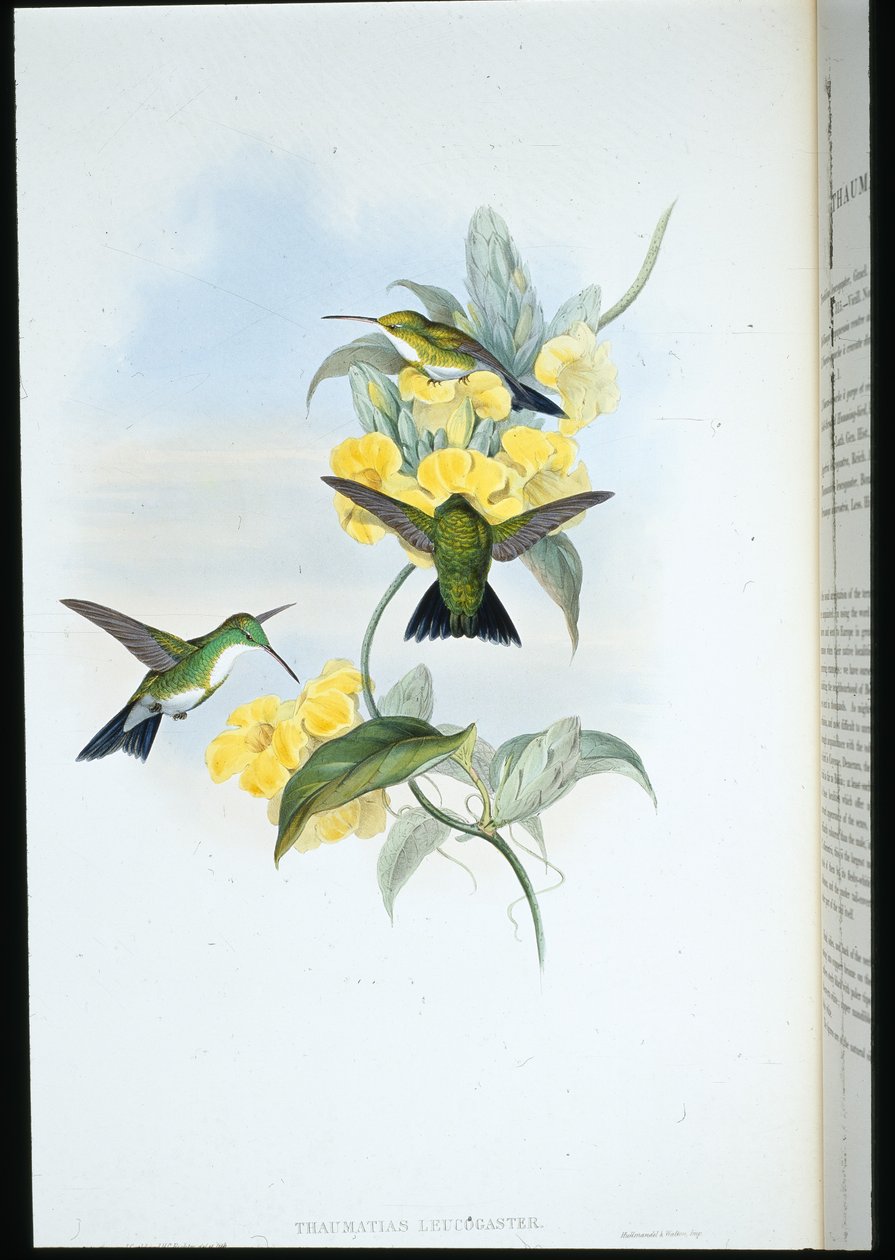 Valkokurkkusmaragdi (Thaumatias Leucogaster) (käsinvärinen lito) tekijältä John (after) Gould