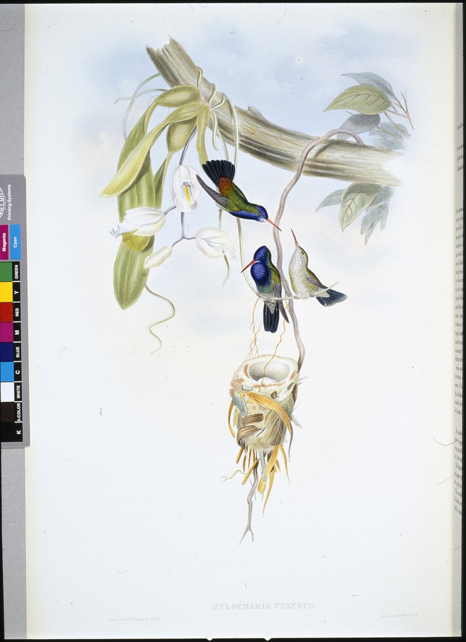 Valkokurkkusafiiri (Hylocharis Cyaneus) (käsinvärinen lito) tekijältä John (after) Gould