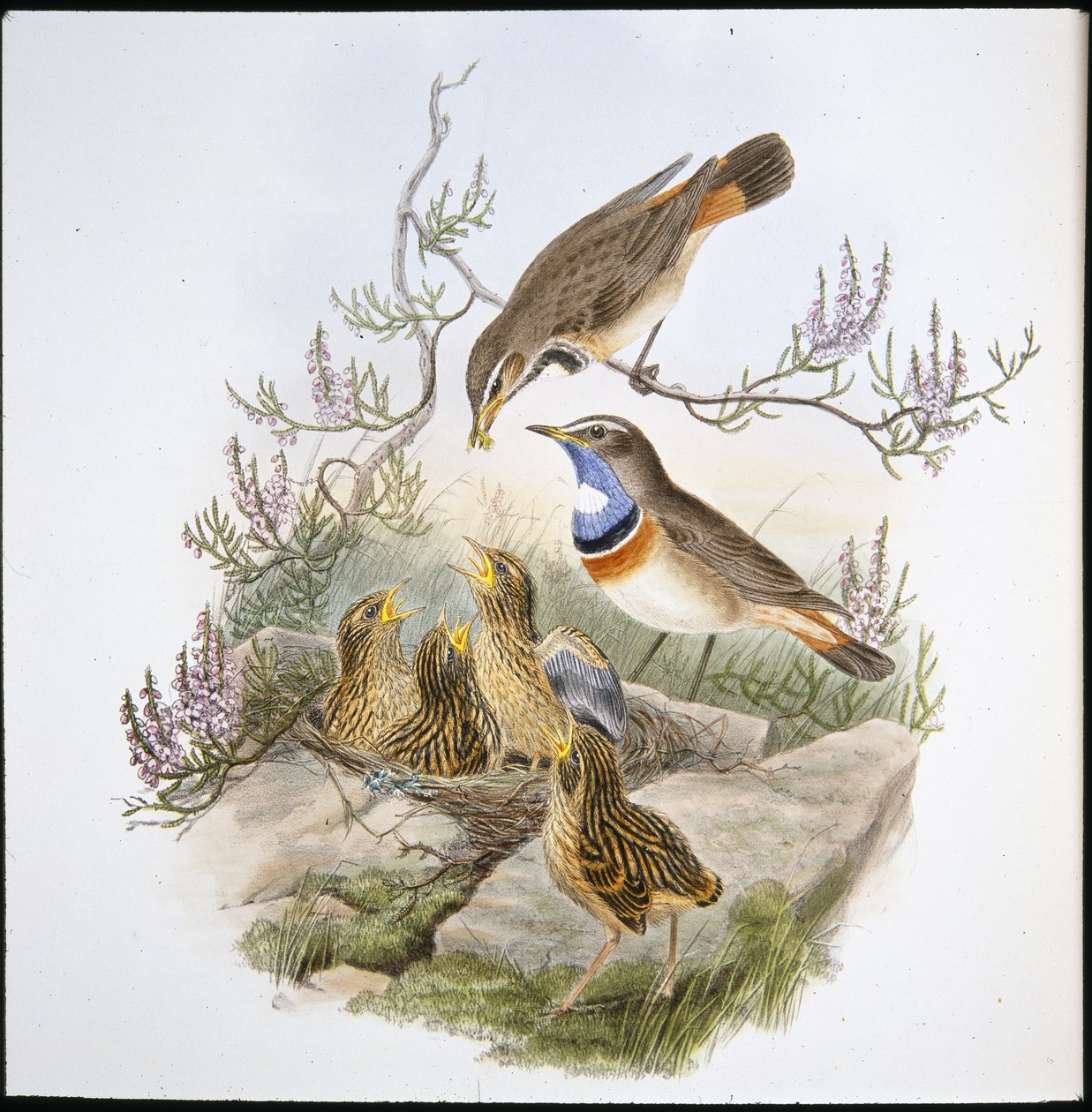 White Throated Bluebreast (Cyanecula Leucocyana) (käsinvärinen lito) tekijältä John (after) Gould