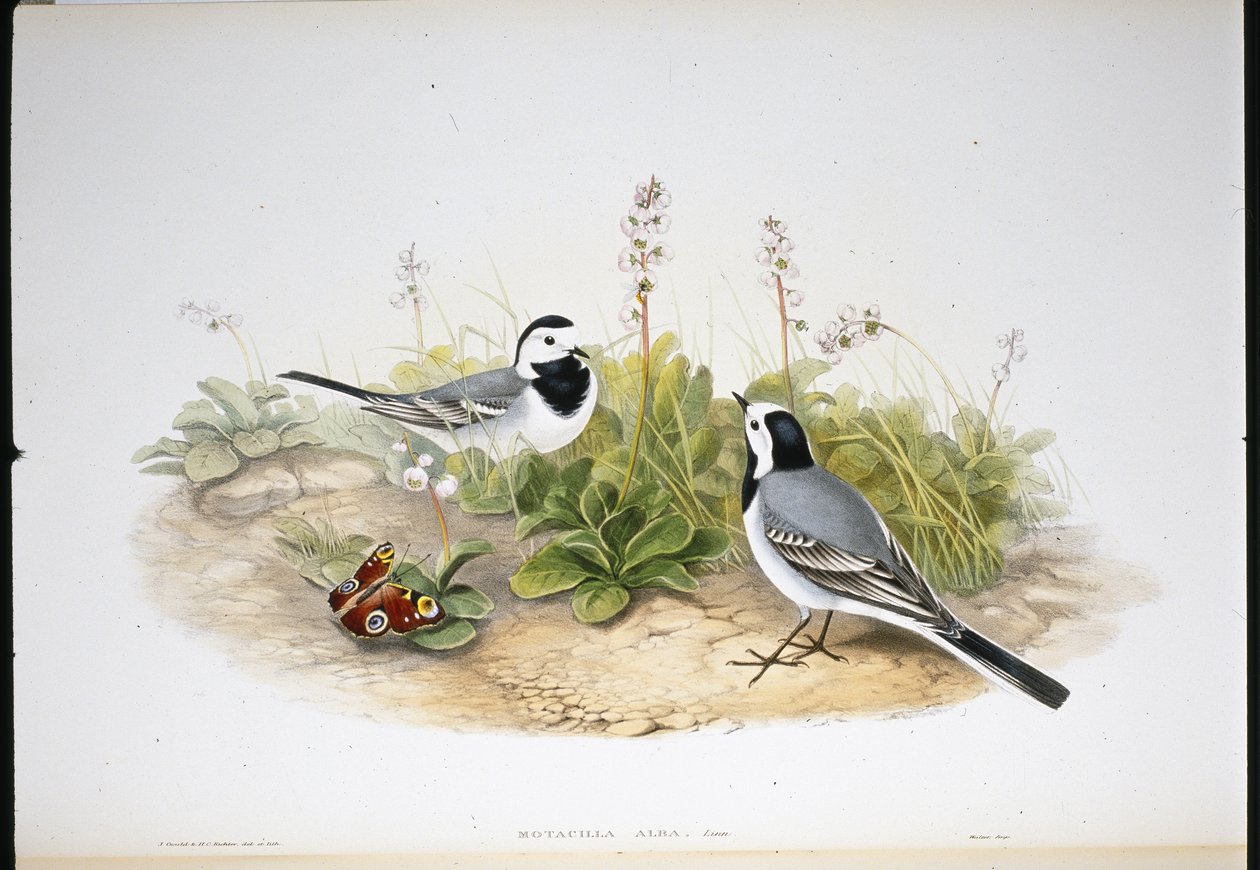 White Wagtail (Motacilla Alba) (käsinvärinen litho) tekijältä John (after) Gould