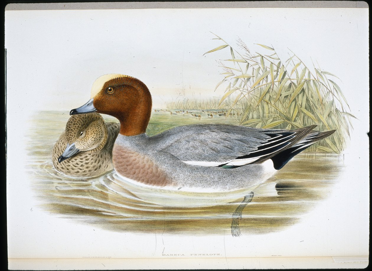 Widgeon (Mareca Penelope) (käsinvärinen litho) tekijältä John (after) Gould