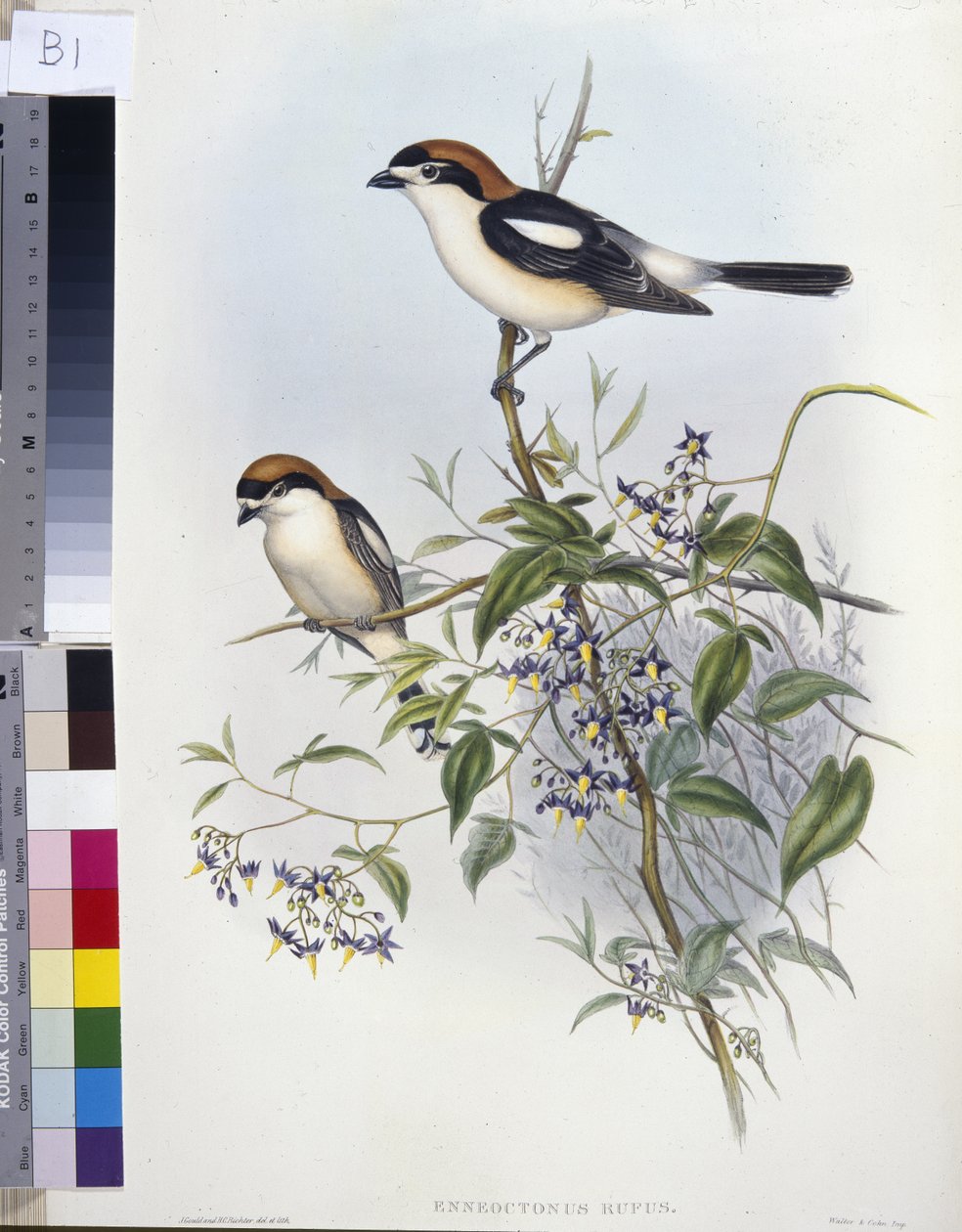 Woodchat Shrike (Enneoctonus Rufus) (käsinvärinen litho) tekijältä John (after) Gould