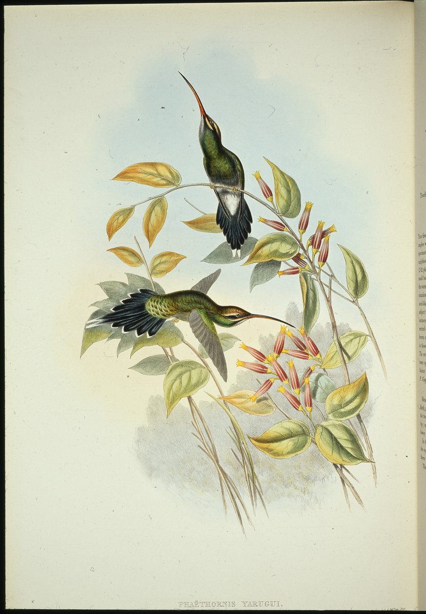 Yarquian Hermit (Phaerthornis Yarugui) (käsinvärinen lito) tekijältä John (after) Gould