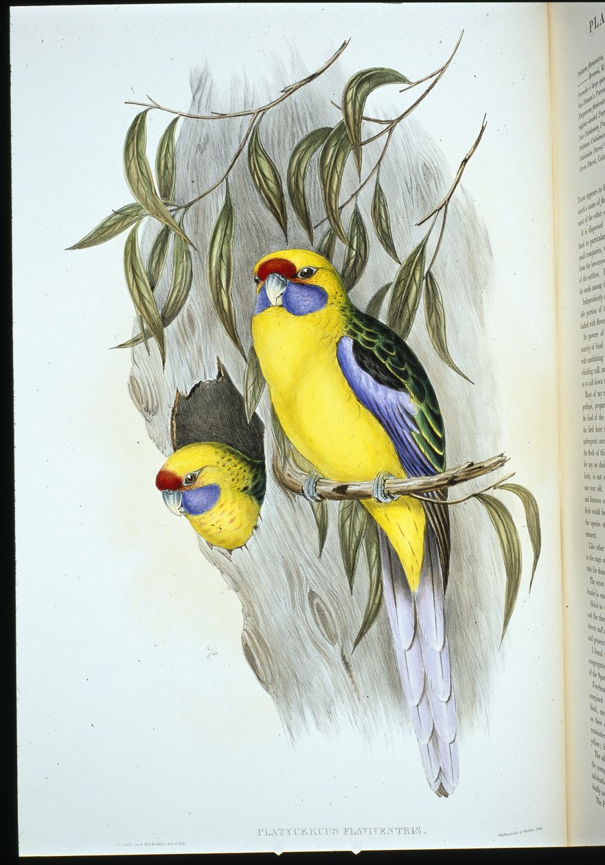 Keltainen papukaija (platycercus flaviventris) (käsinvärinen lito) tekijältä John (after) Gould