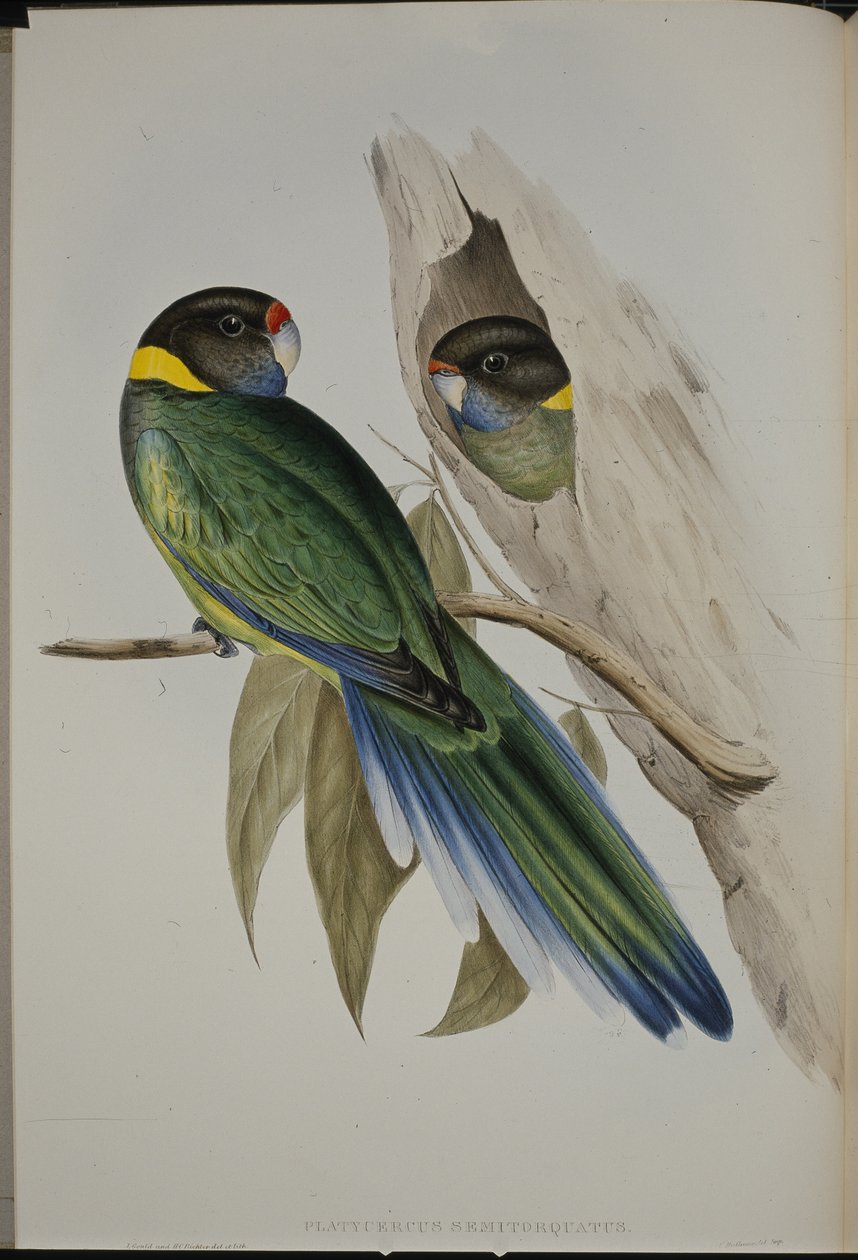 Keltakauluksinen papukaija (Platycercus Semitorquatus) (käsinvärinen lito) tekijältä John (after) Gould