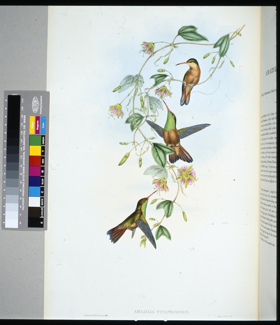 Yucatan Amazili (amazilia yucatanensis) (käsinvärinen lito) tekijältä John (after) Gould