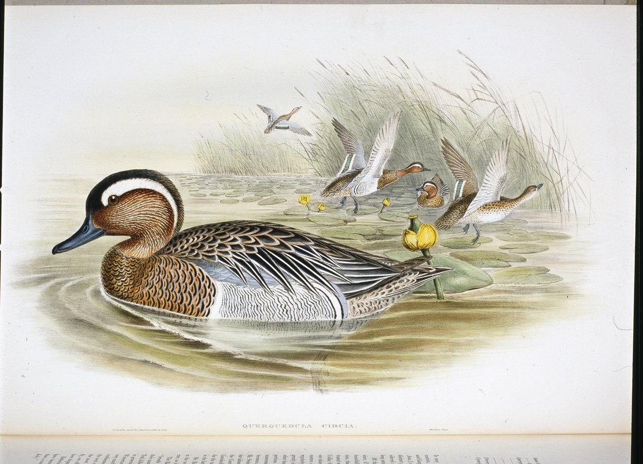 Querquedula Circia (käsinvärinen lito) tekijältä John (after) Gould