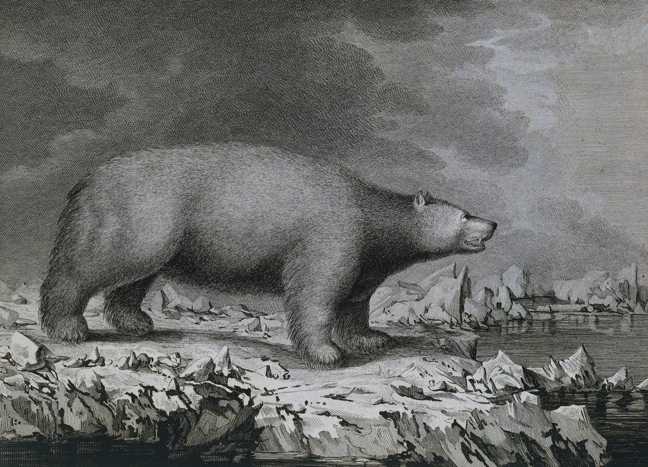 Jääkarhu, Peter Mazelin kaiverrus John Webberin (1750-1793) piirtämän James Cookin kolmannen matkan aikana tekijältä John (after) Webber