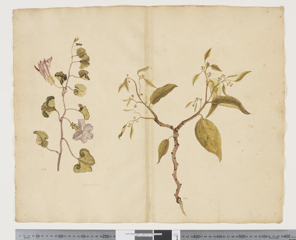 F.13 Ipomea Pes, vuohi; Celtis paniculata, n. 1790-1795 (akvarelli ja muste paperille) tekijältä John (attr. to) Doody