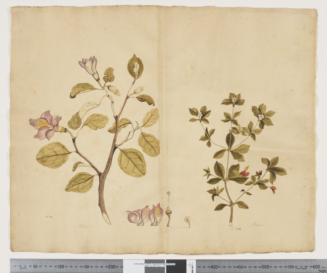 F.15 Lagunaria Patersonia; Alyxia gynopogon, n. 1790-1795 (akvarelli ja muste paperille) tekijältä John (attr. to) Doody