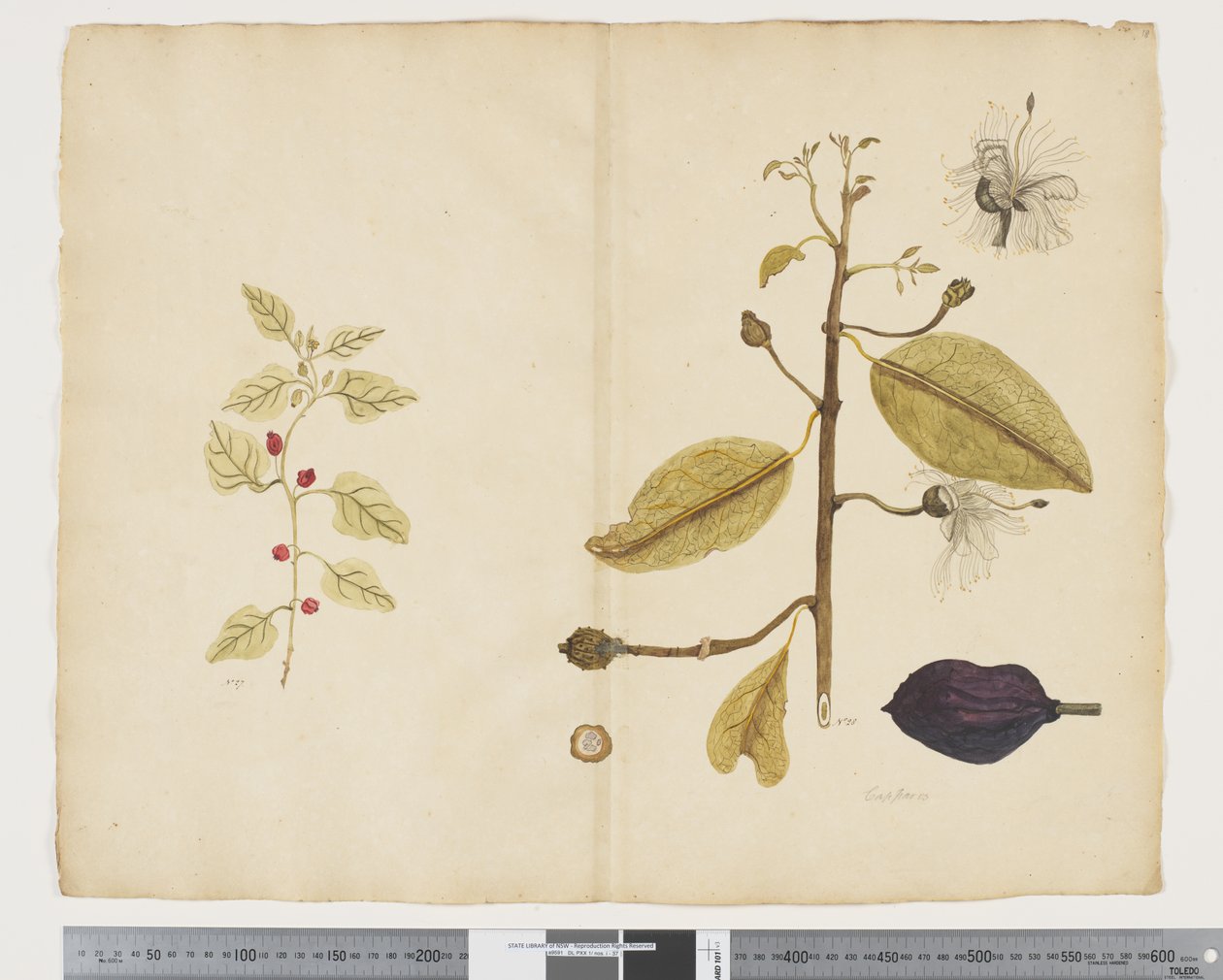 F.18 Tetragonia impplexicoma; Caparis nobilis 
