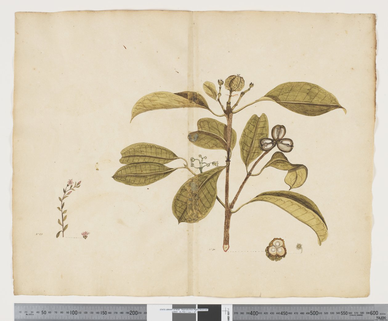 F.19 Samolus repens; Baloghia lucida, n. 1790-1795 (muste ja akvarelli paperille) tekijältä John (attr. to) Doody