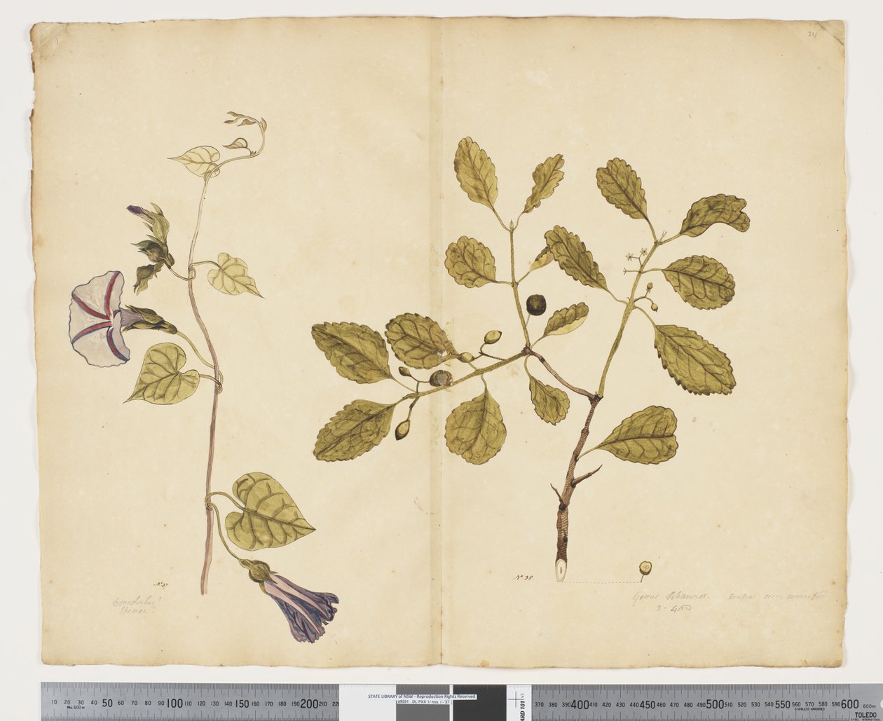 F.24 Ipomoea congesta; Elaeodendron curtipendulum, n. 1790-1795 (akvarelli ja muste paperille) tekijältä John (attr. to) Doody