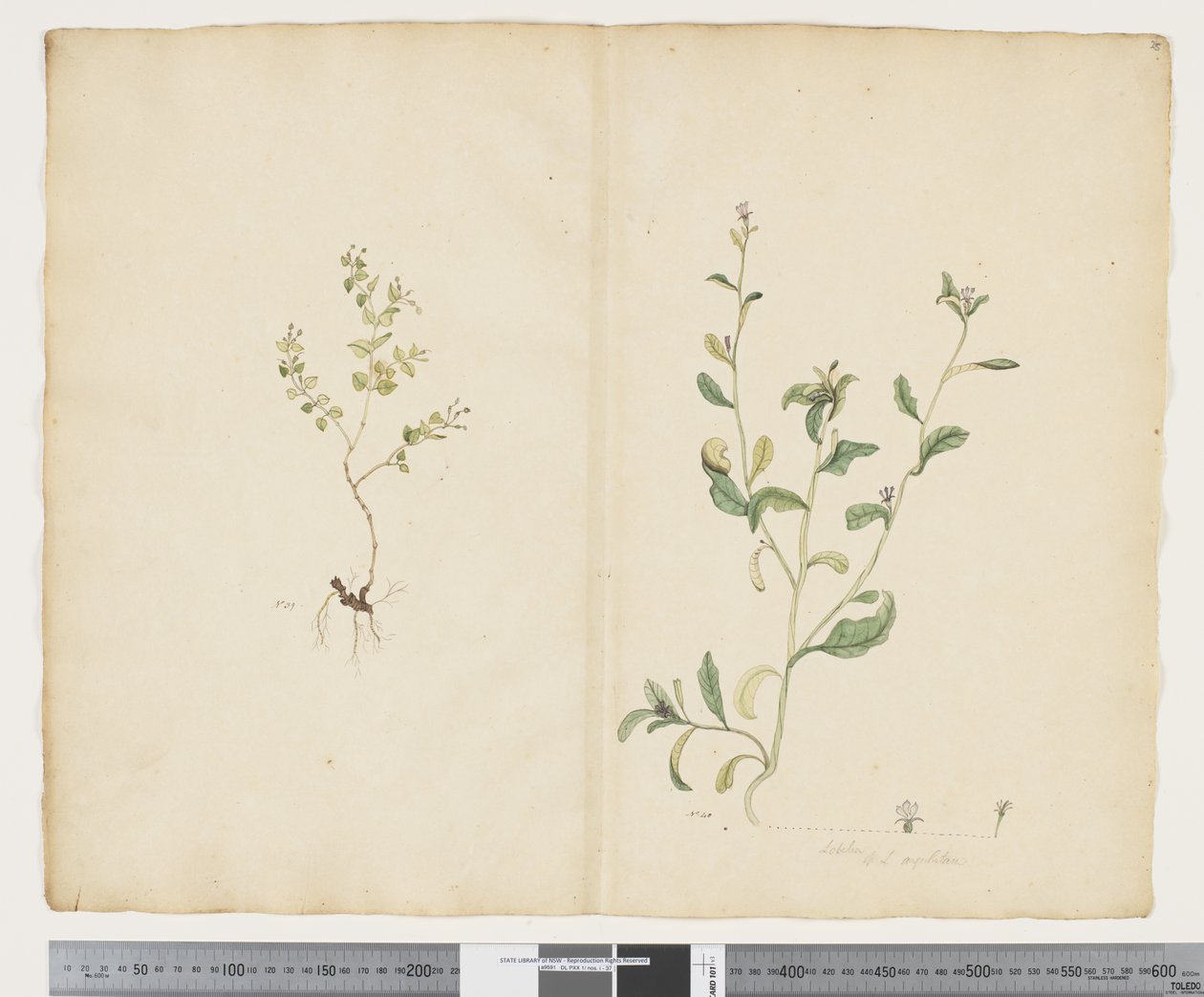 F.25 Euphorbia sparrmannii; Lobelia alata, n. 1790-1795 (akvarelli ja muste paperille) tekijältä John (attr. to) Doody