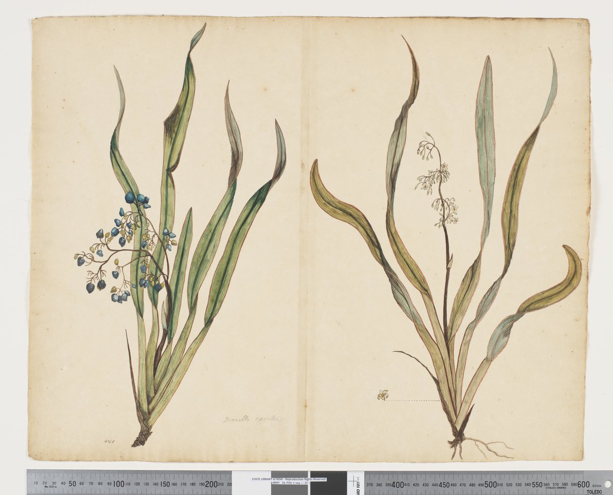 F.29 Dianella intermedia, n. 1790-1795 (akvarelli ja muste paperille) tekijältä John (attr. to) Doody