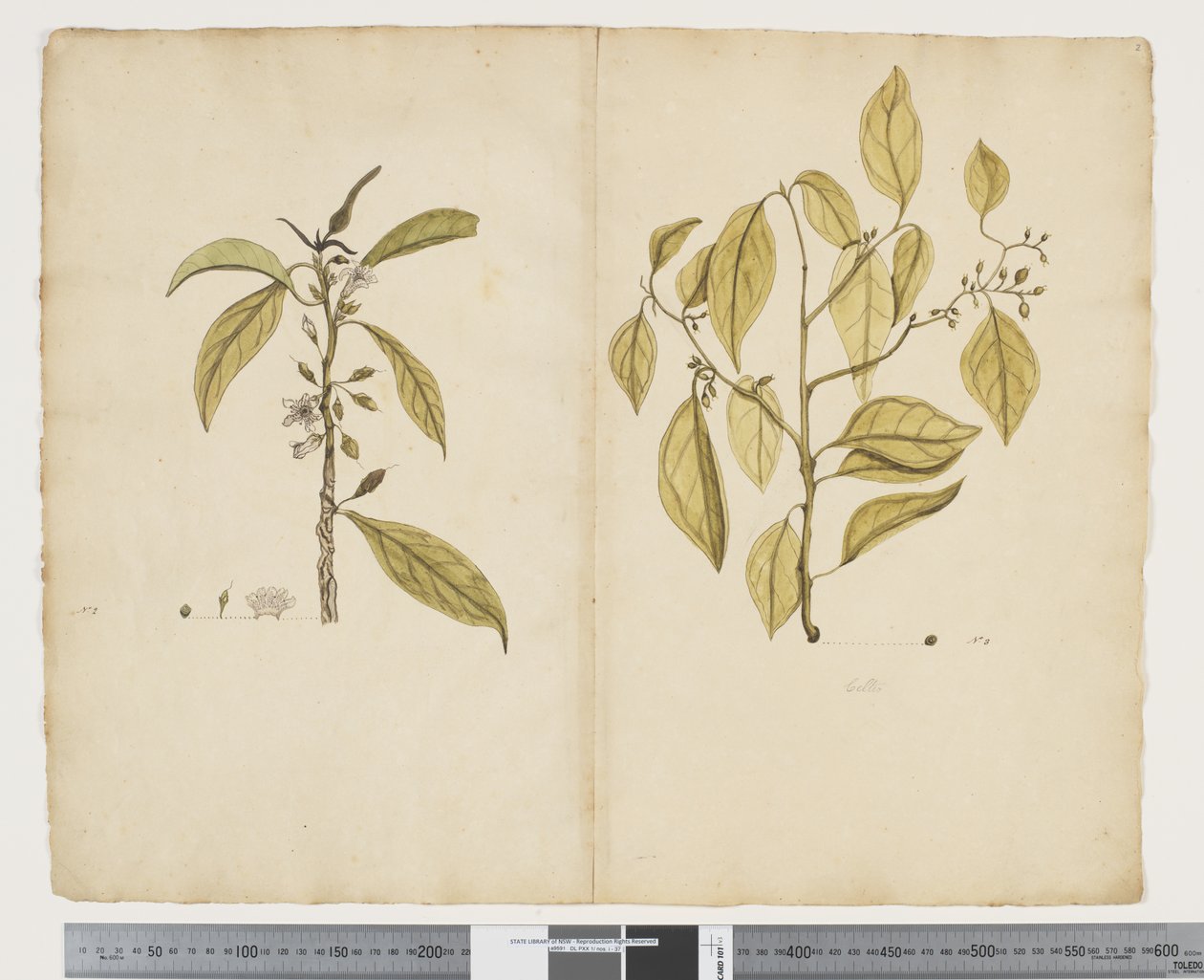 F.2 Tumma likinäköisyys; Kelttiläinen paniculate, n. 1790-1795 (akvarelli ja muste paperille) tekijältä John (attr. to) Doody